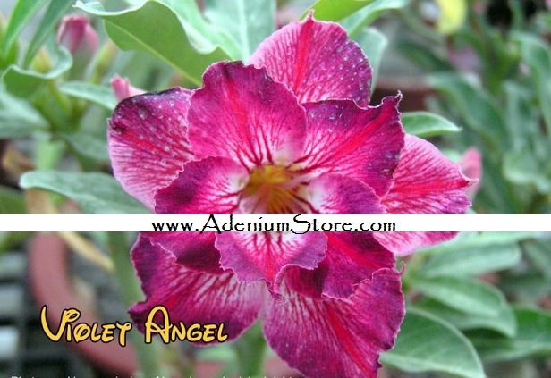 (image for) New Adenium \'Violet Angel\' 5 Seeds